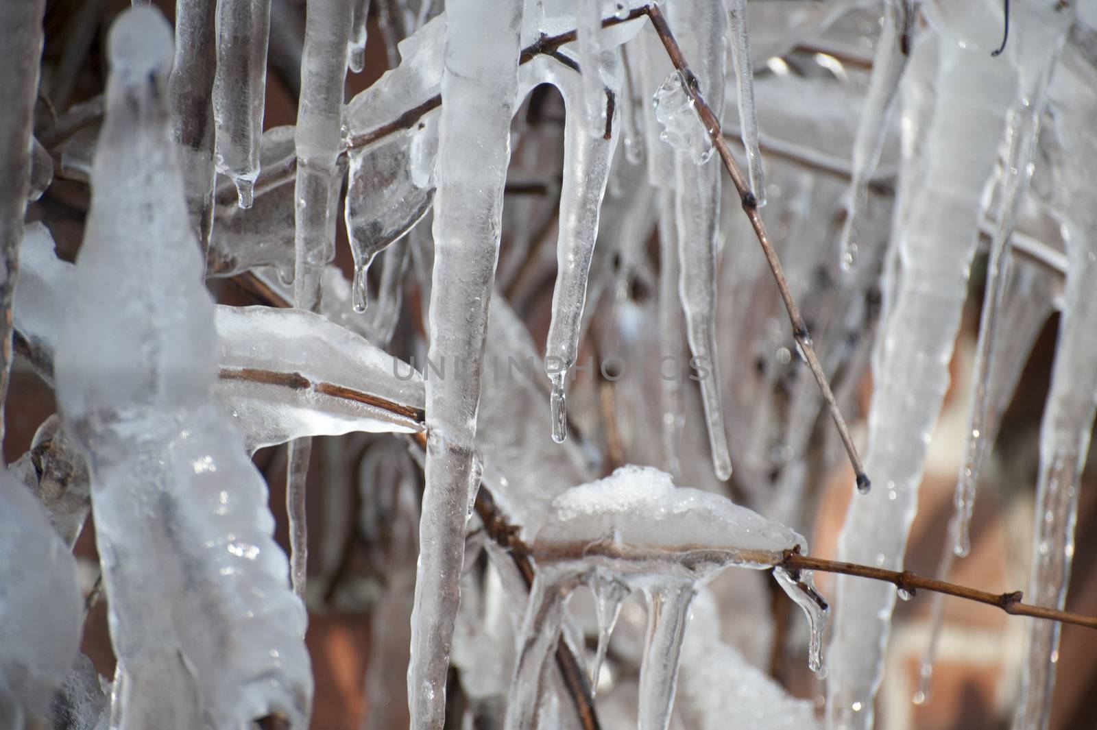 bizarre icicles in cold winter