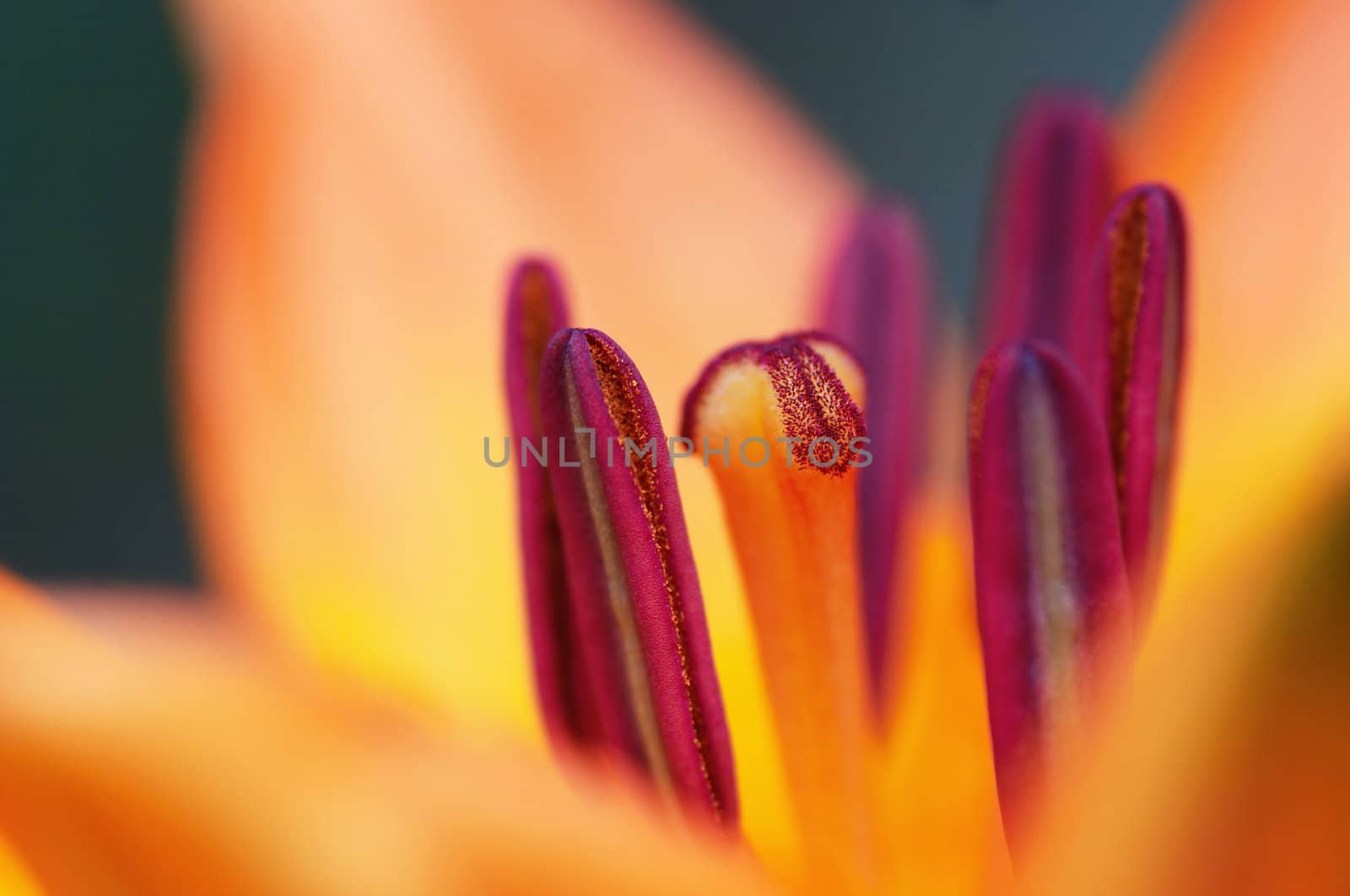 Detail - close-up - of the bloom of lily