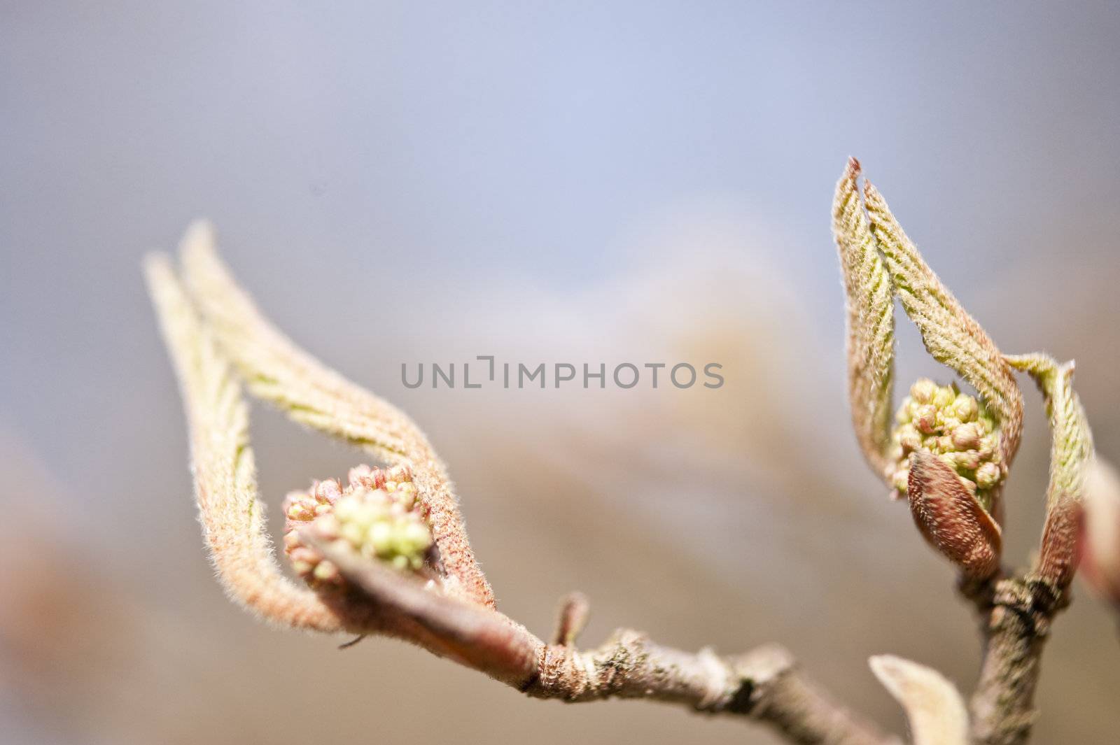 Detail of a tree in spring