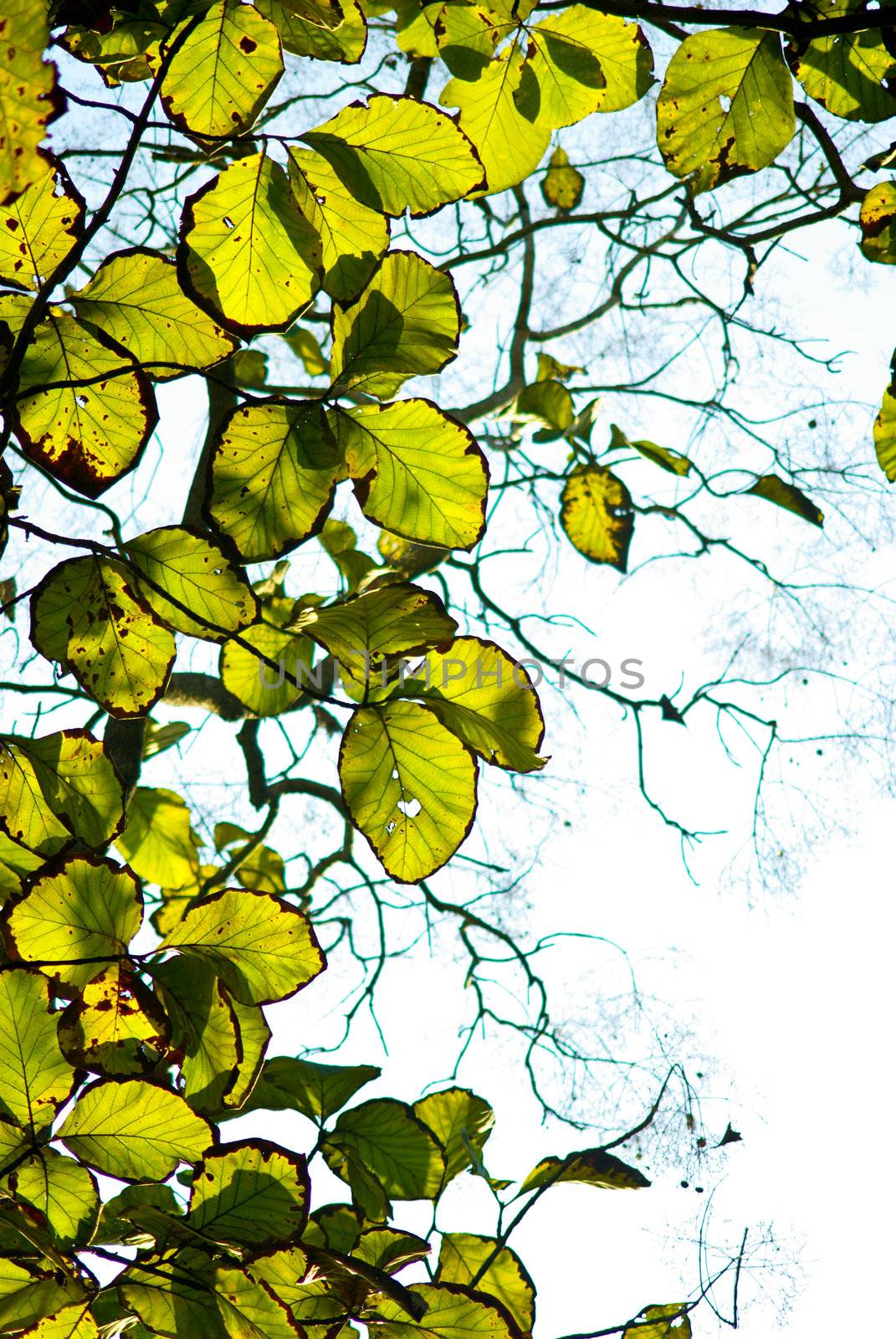 Old green leaves in the forest 