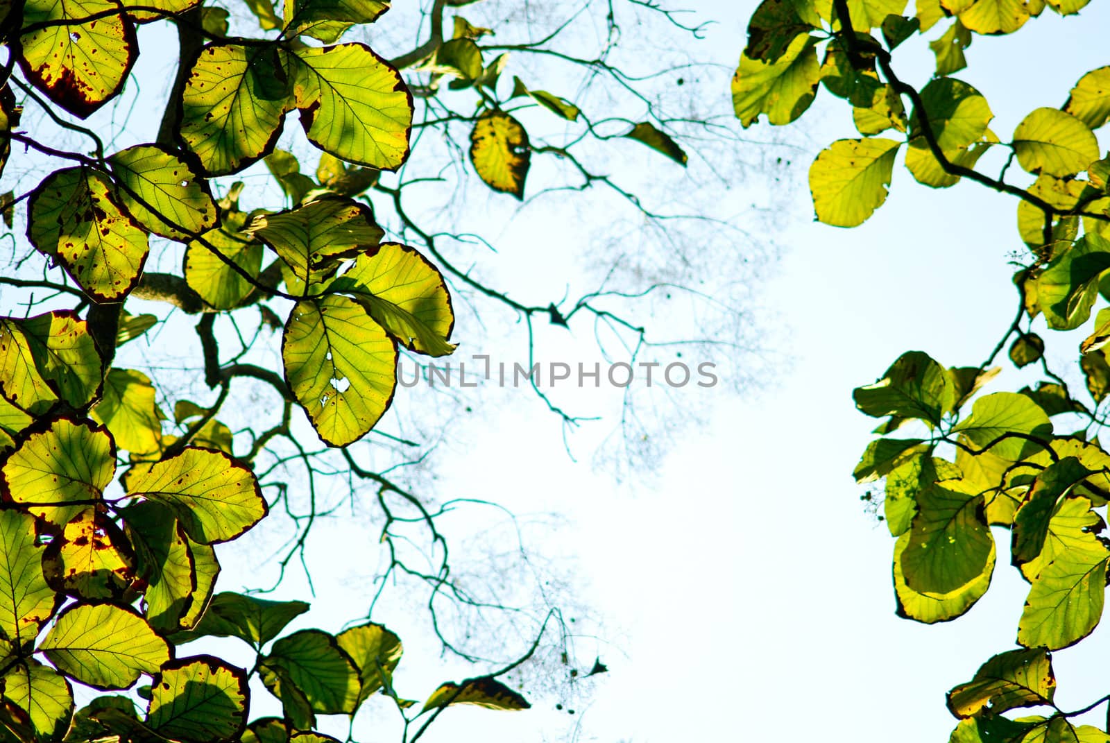 Grunge green leaves  by pixbox77