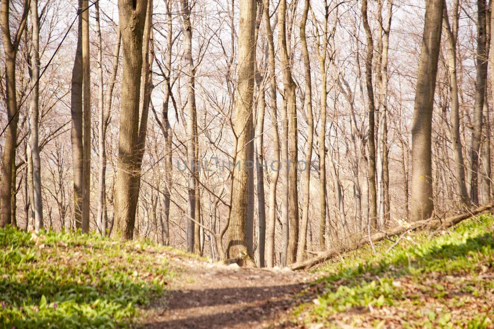 Landscape with trees near Stuugart / Germany