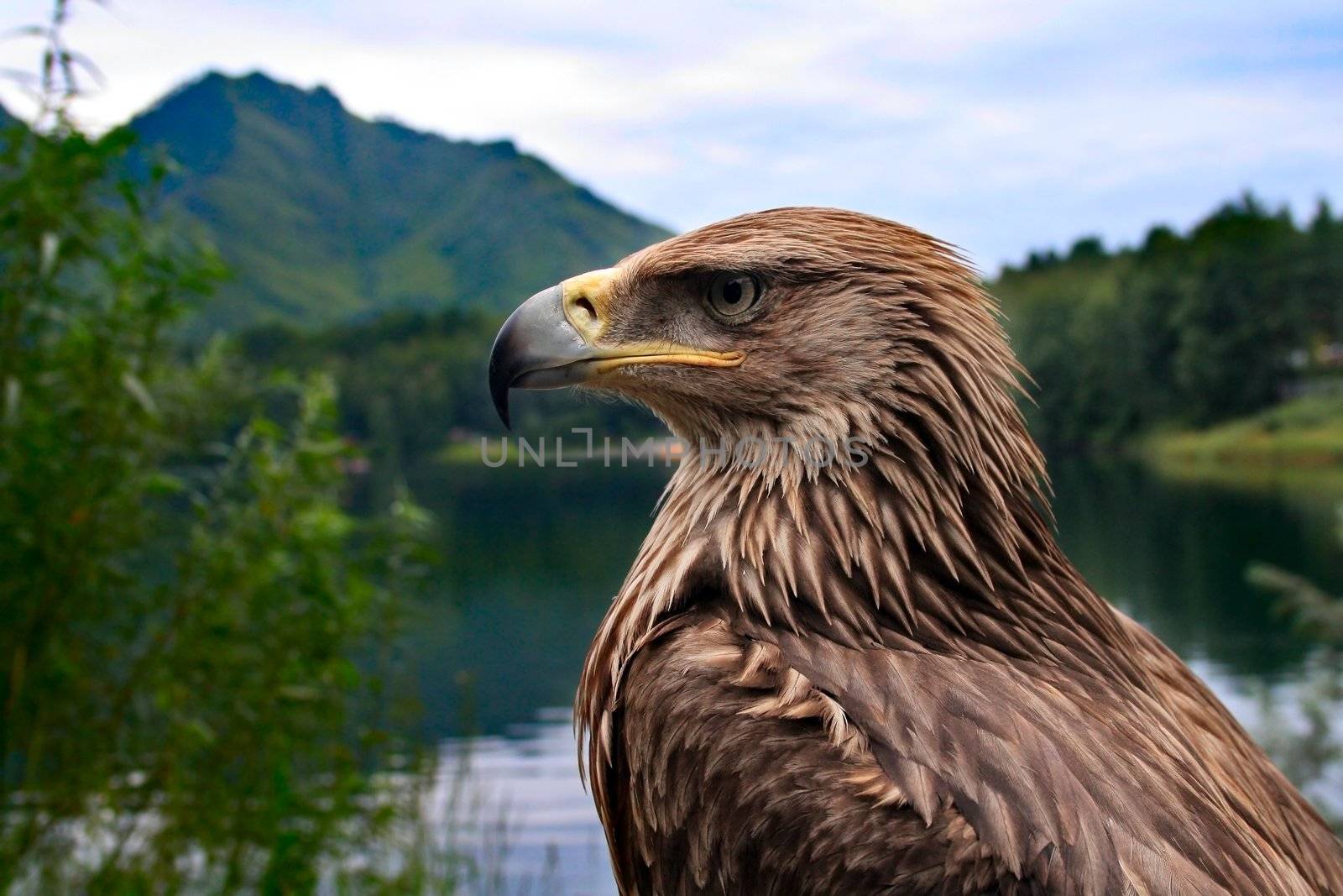 bird eagle on a background of mountains and forests