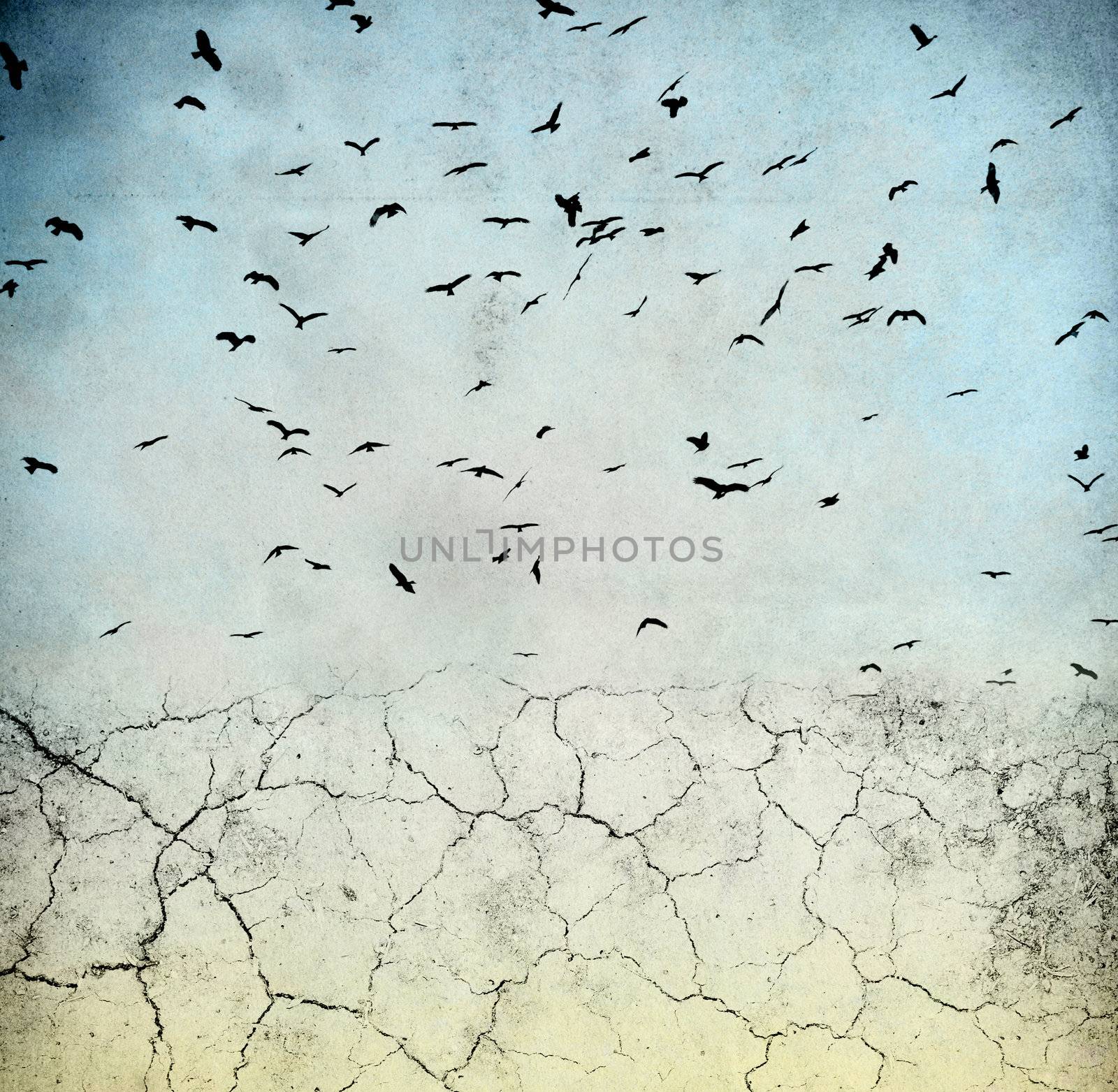 birds in the sky by anelina