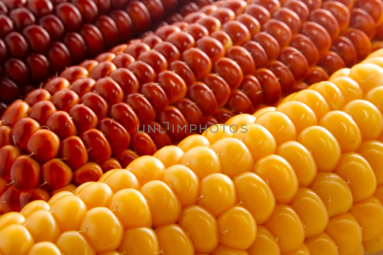 texture of seed corn yellow and brown