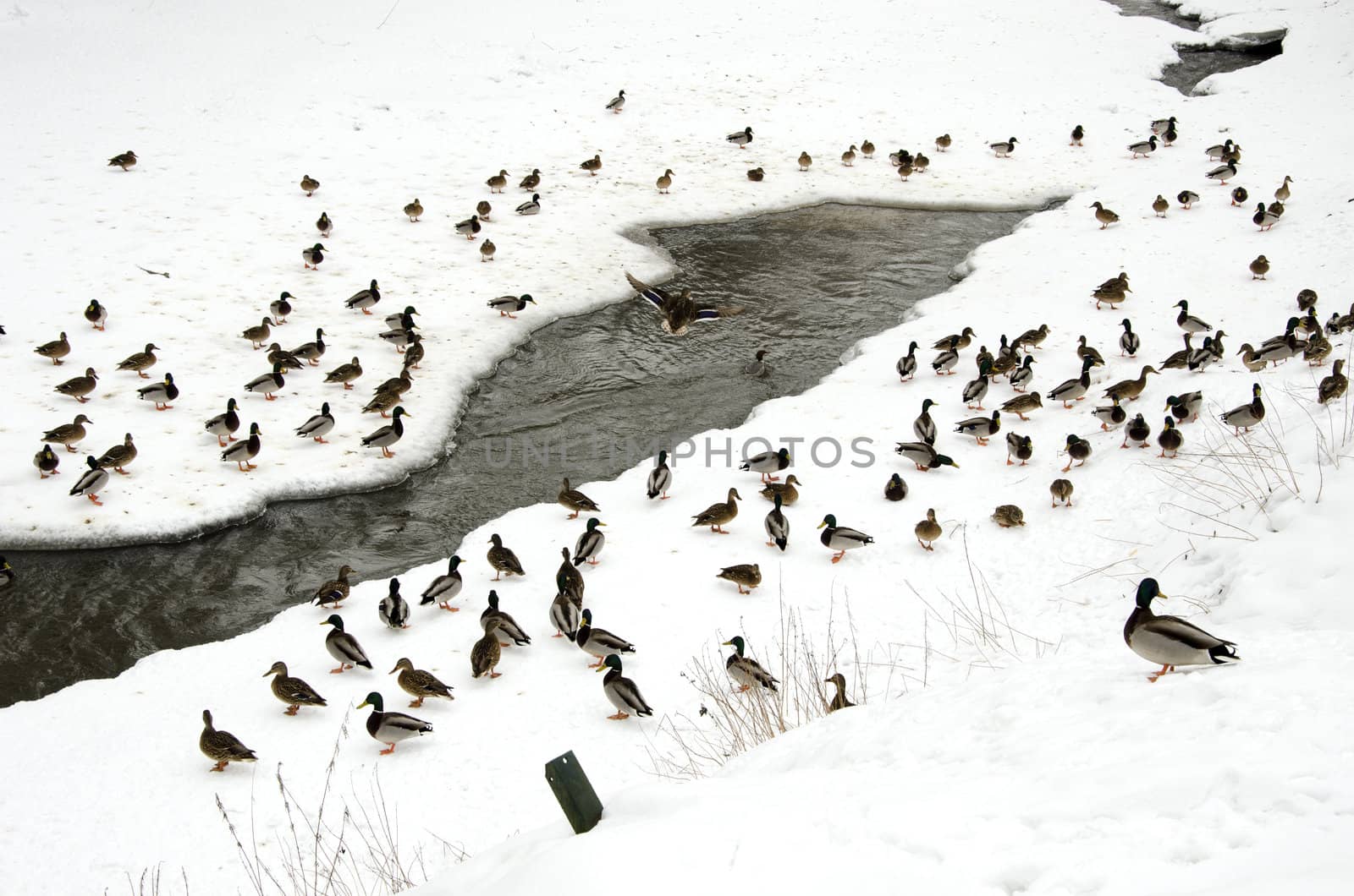 ducks snow in winter near frozen river water flow by sauletas