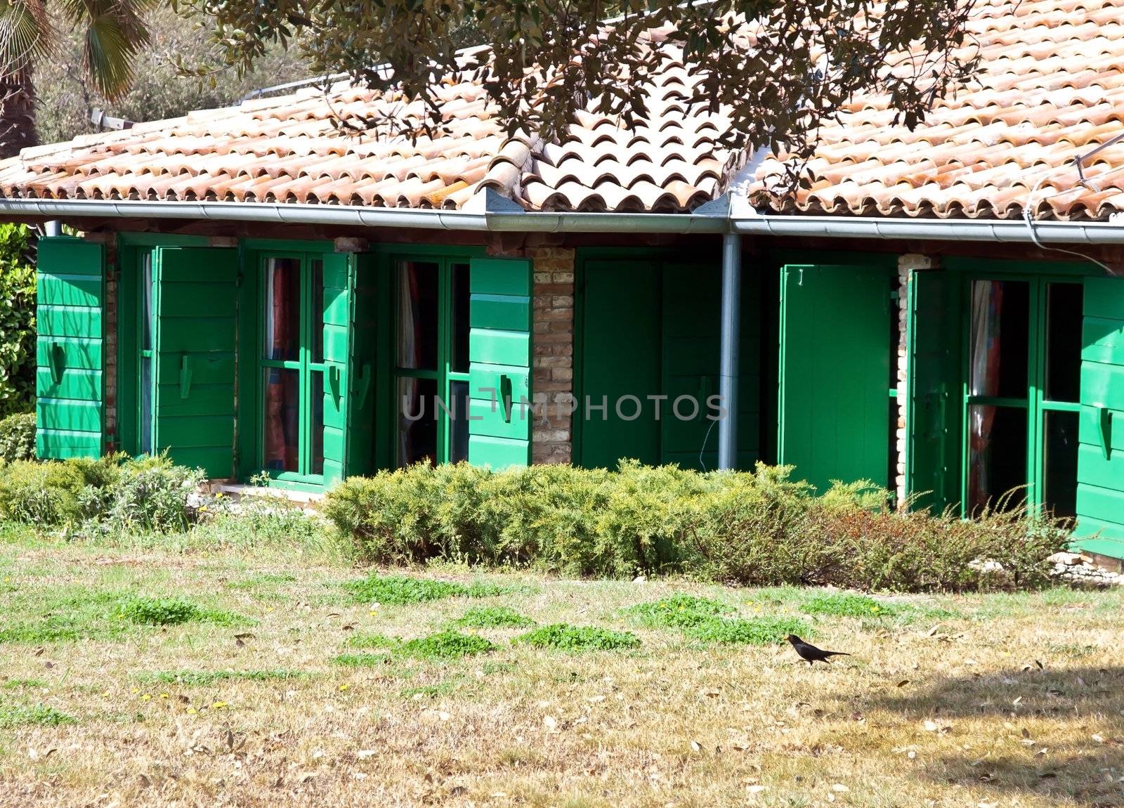 house and blackbird on the spring morning sun