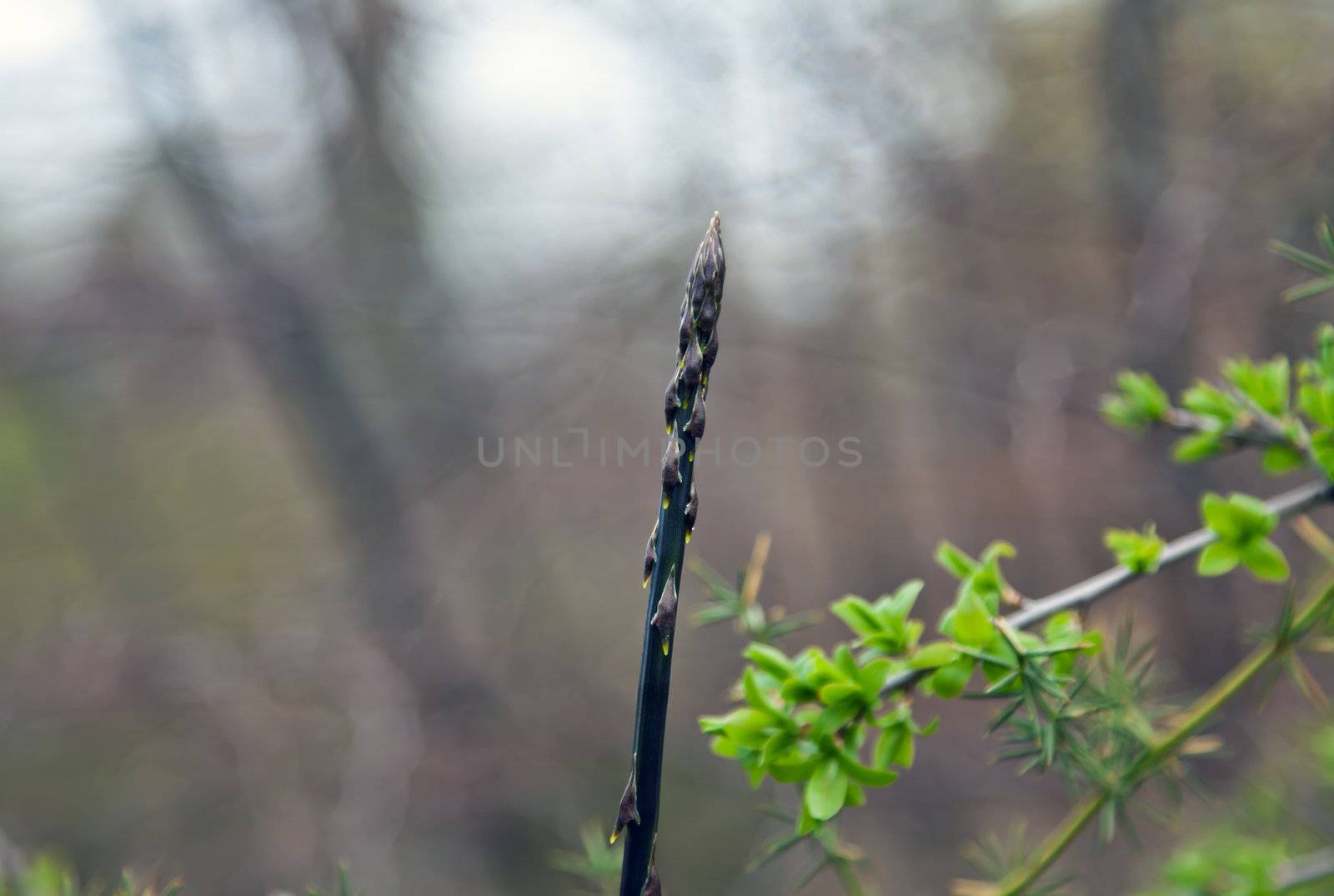 wild asparagus overgrow in springtime