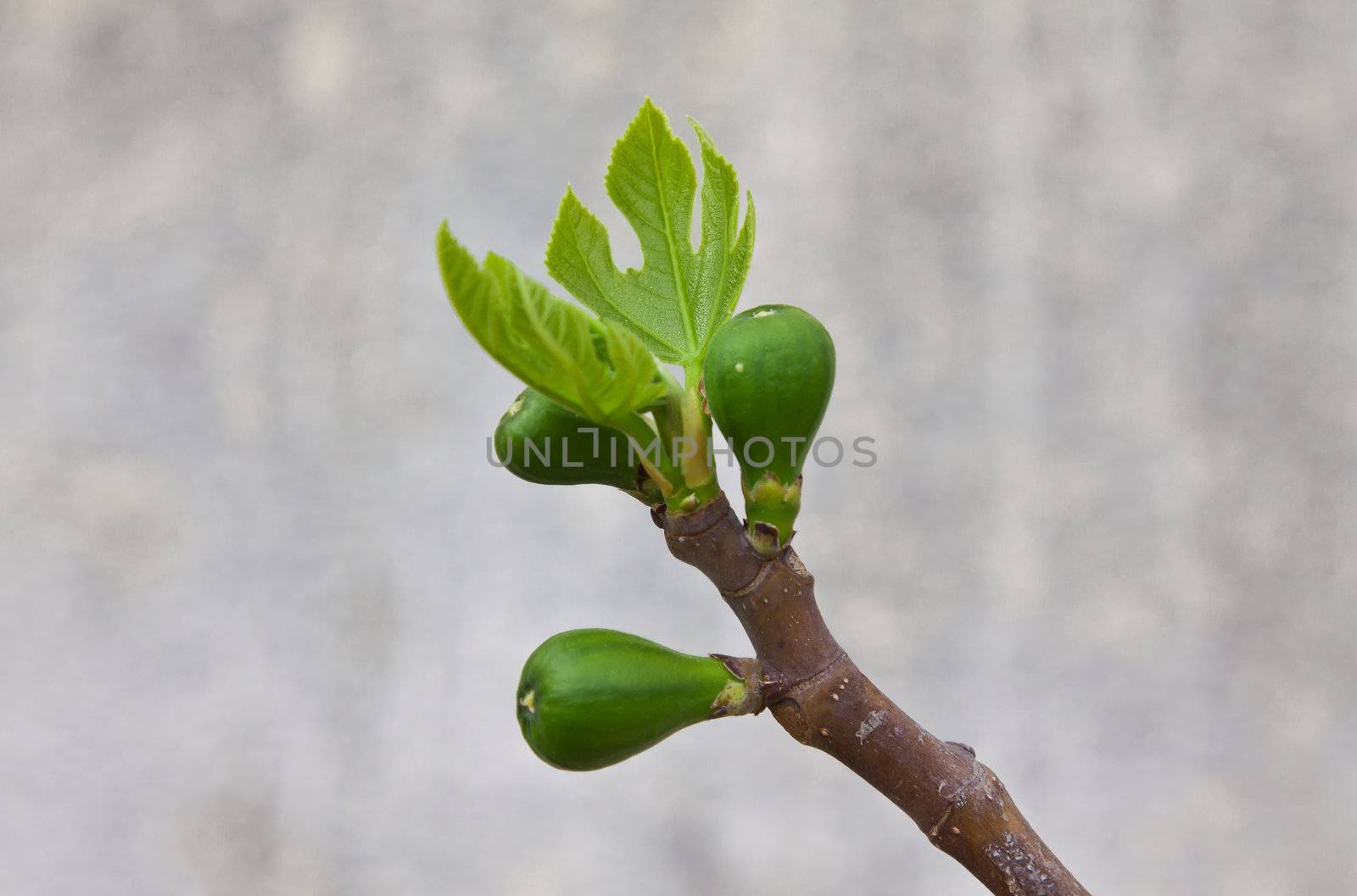 three young figs is born in early spring