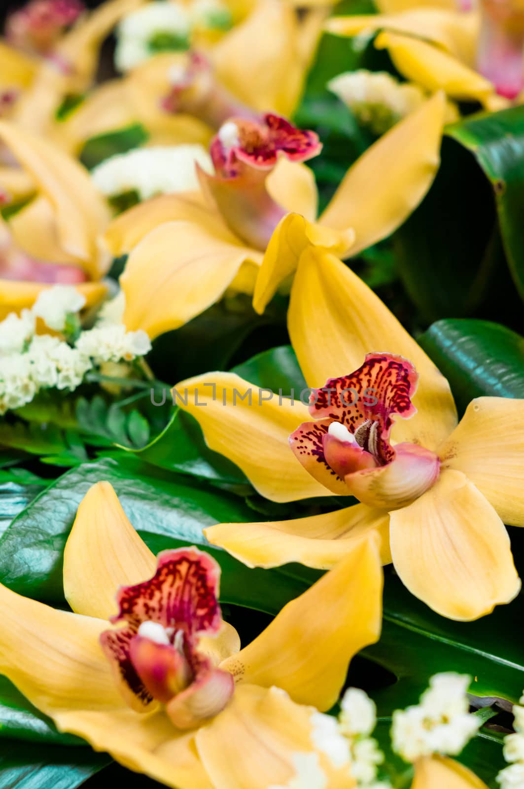 Beautiful yellow orchids bouquet with some green bushes leafs