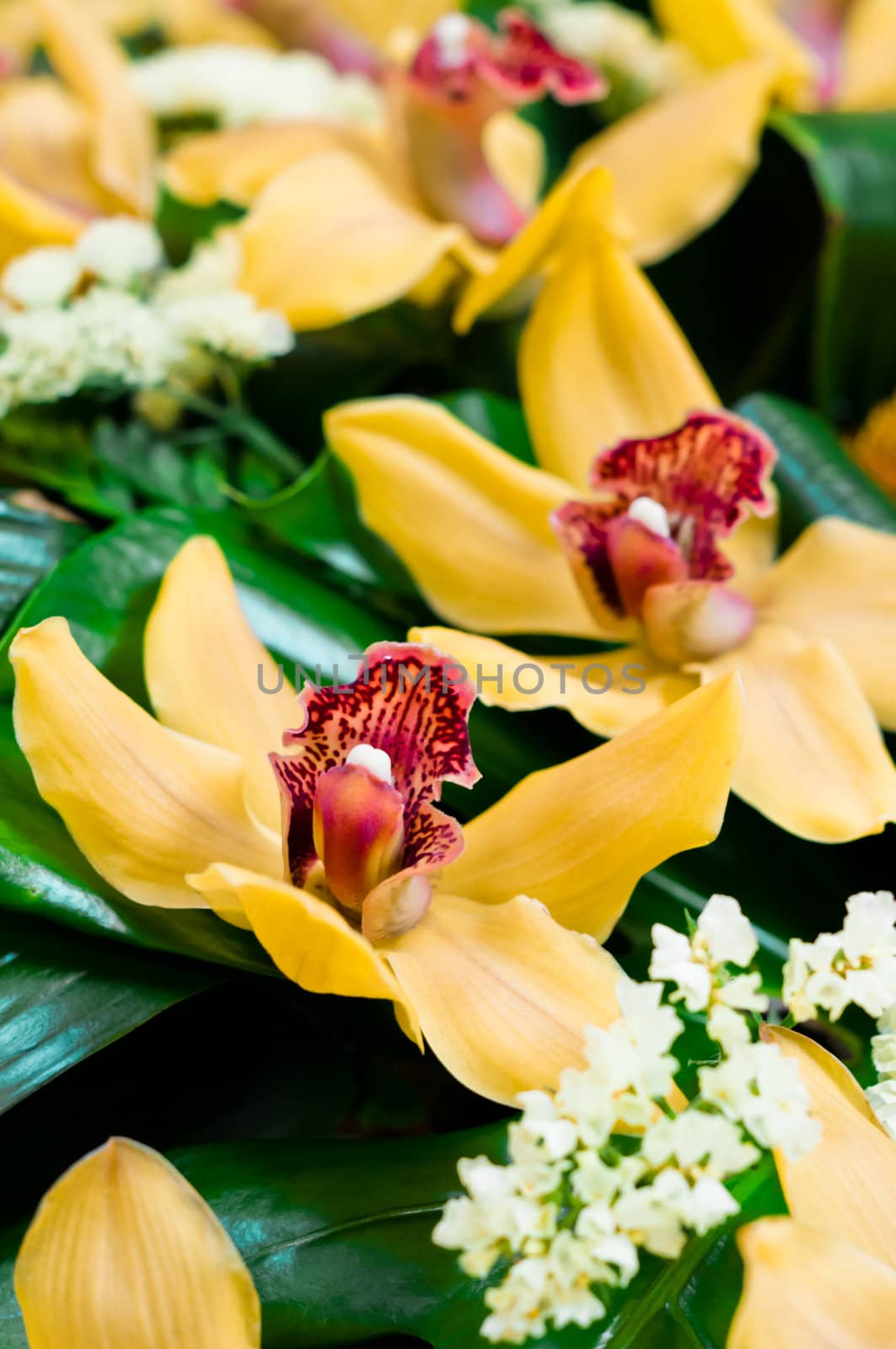 Beautiful yellow orchids composition with some green bushes leafs