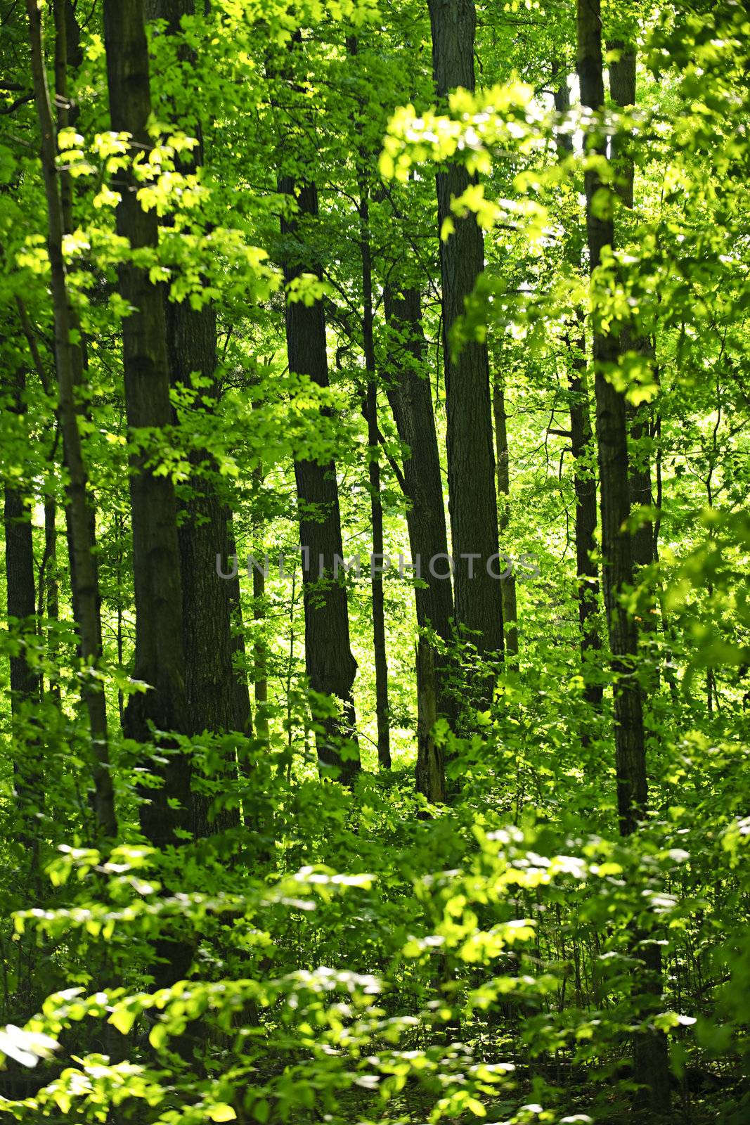 Landscape of lush young green forest with maple trees