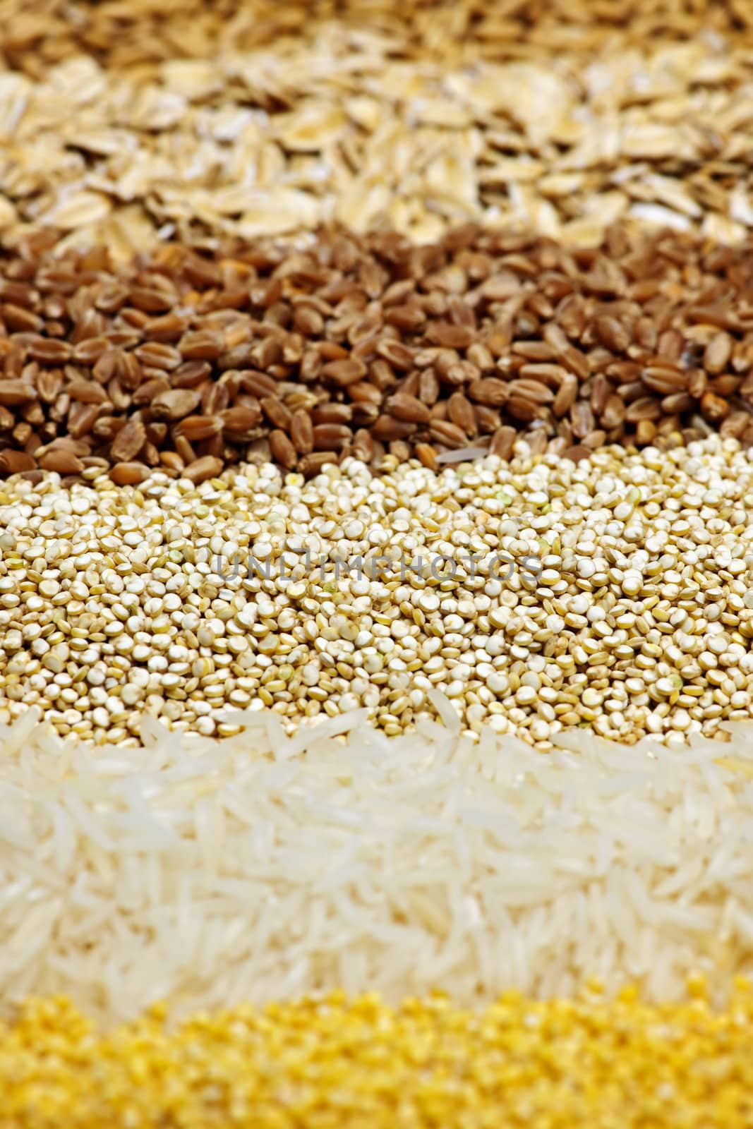 Various grains close up by elenathewise