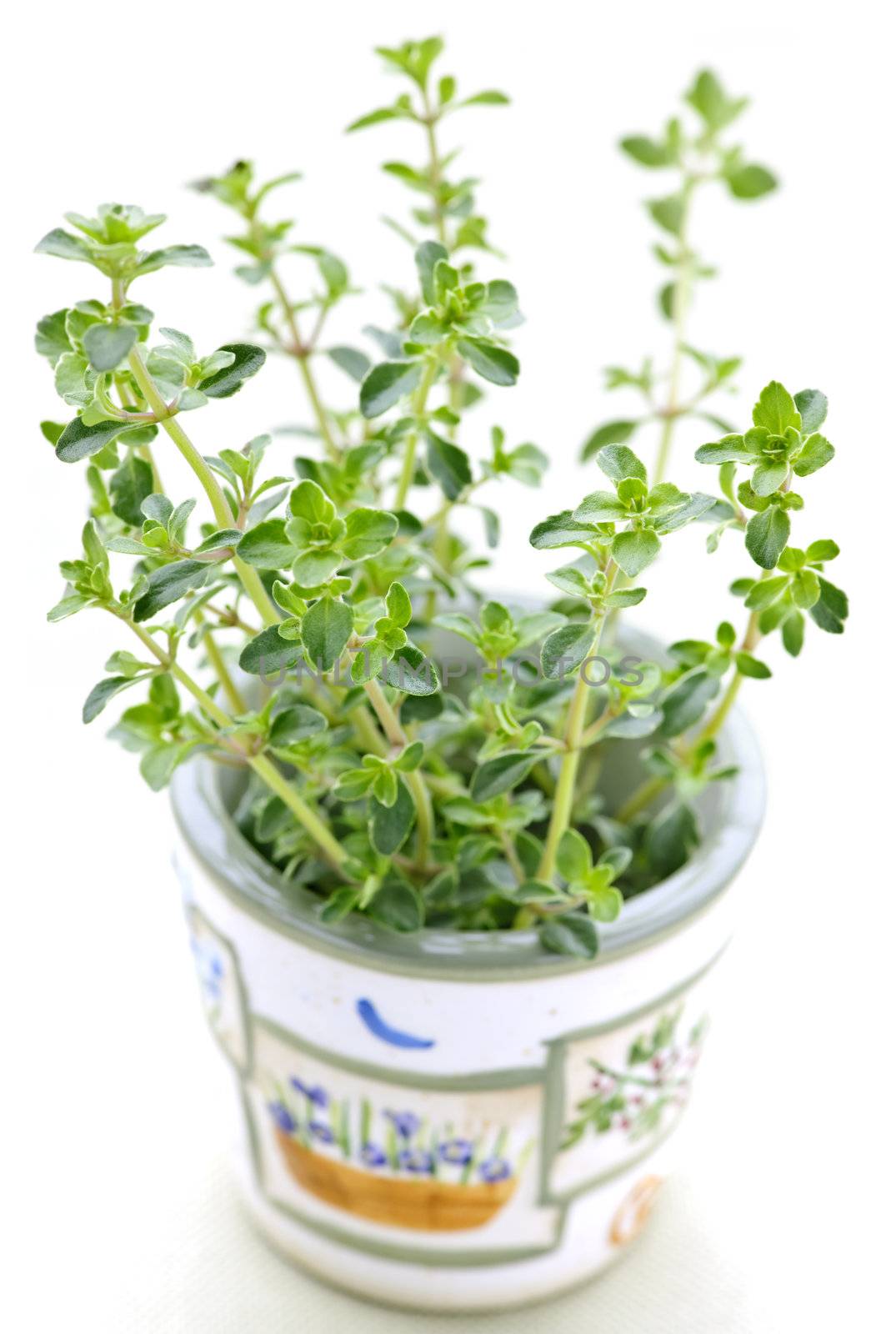 Fresh green thyme in a cup closeup on white background