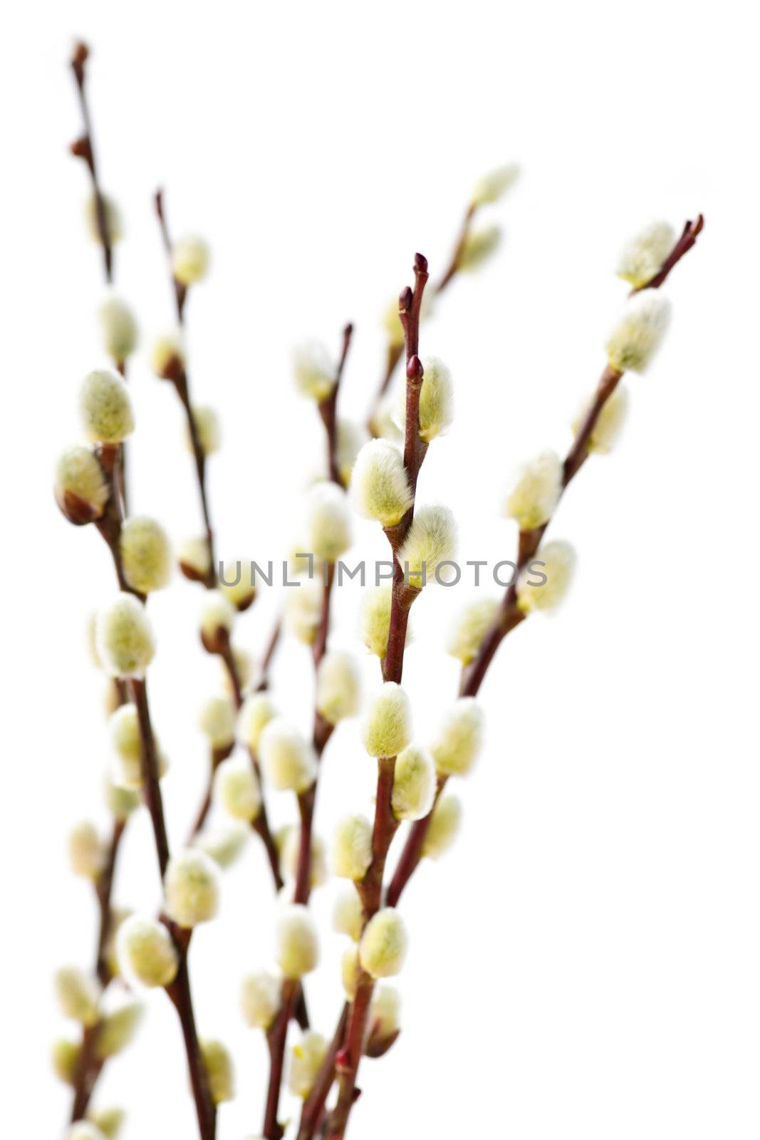 Spring pussy willow branches isolated on white background