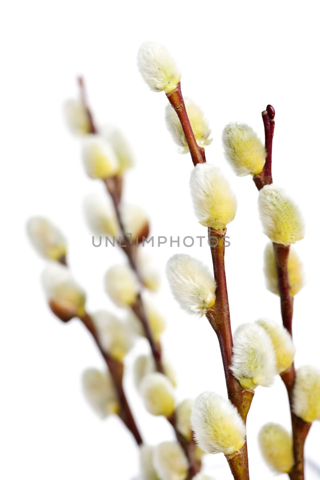 Spring pussy willow branches isolated on white background