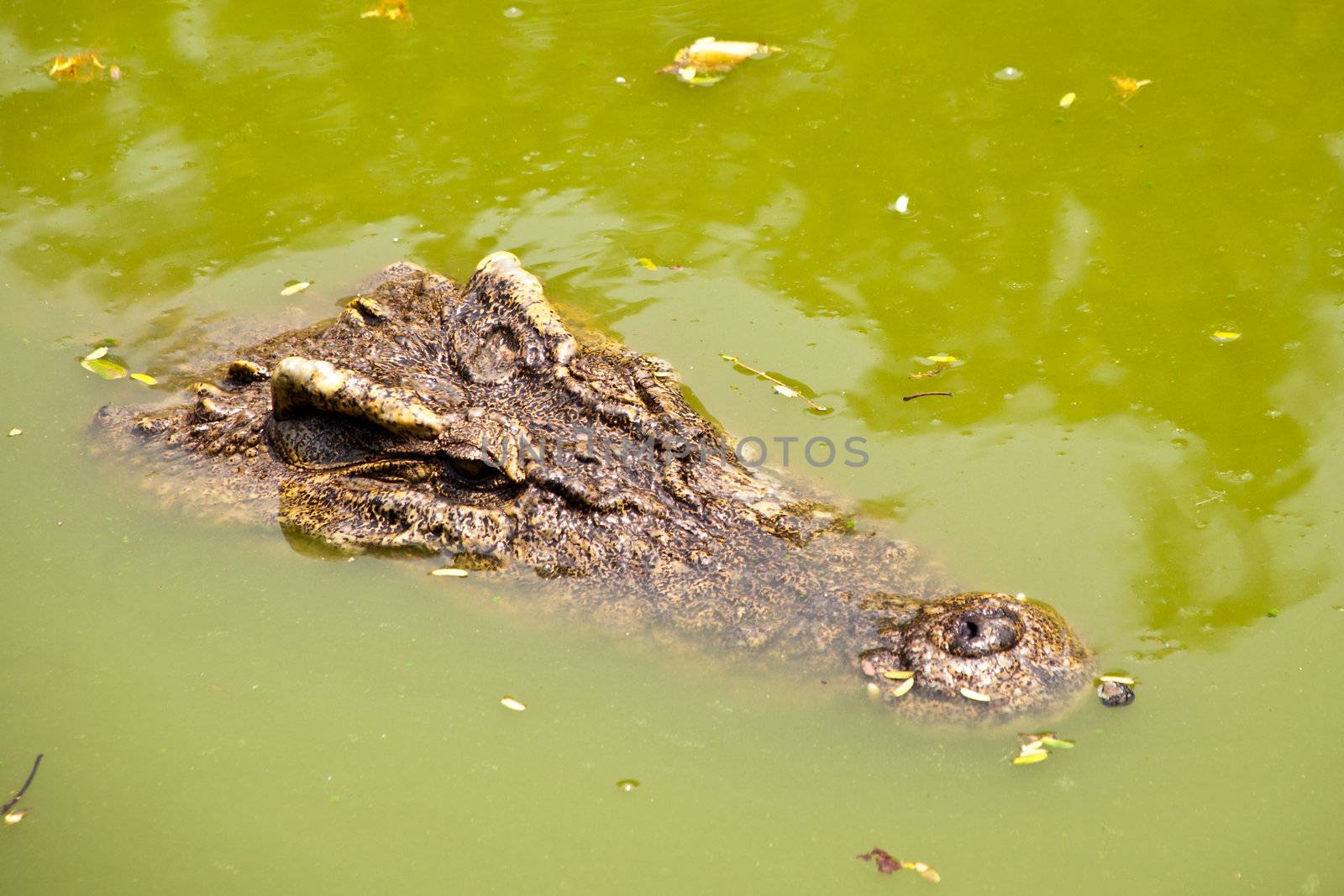 head of crocodile in water