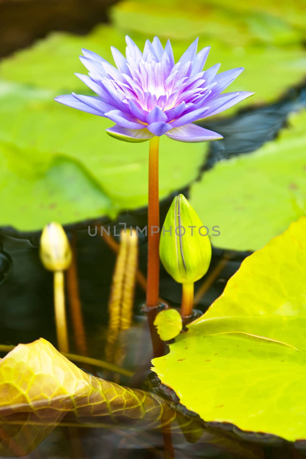 lotus flower by Yuri2012