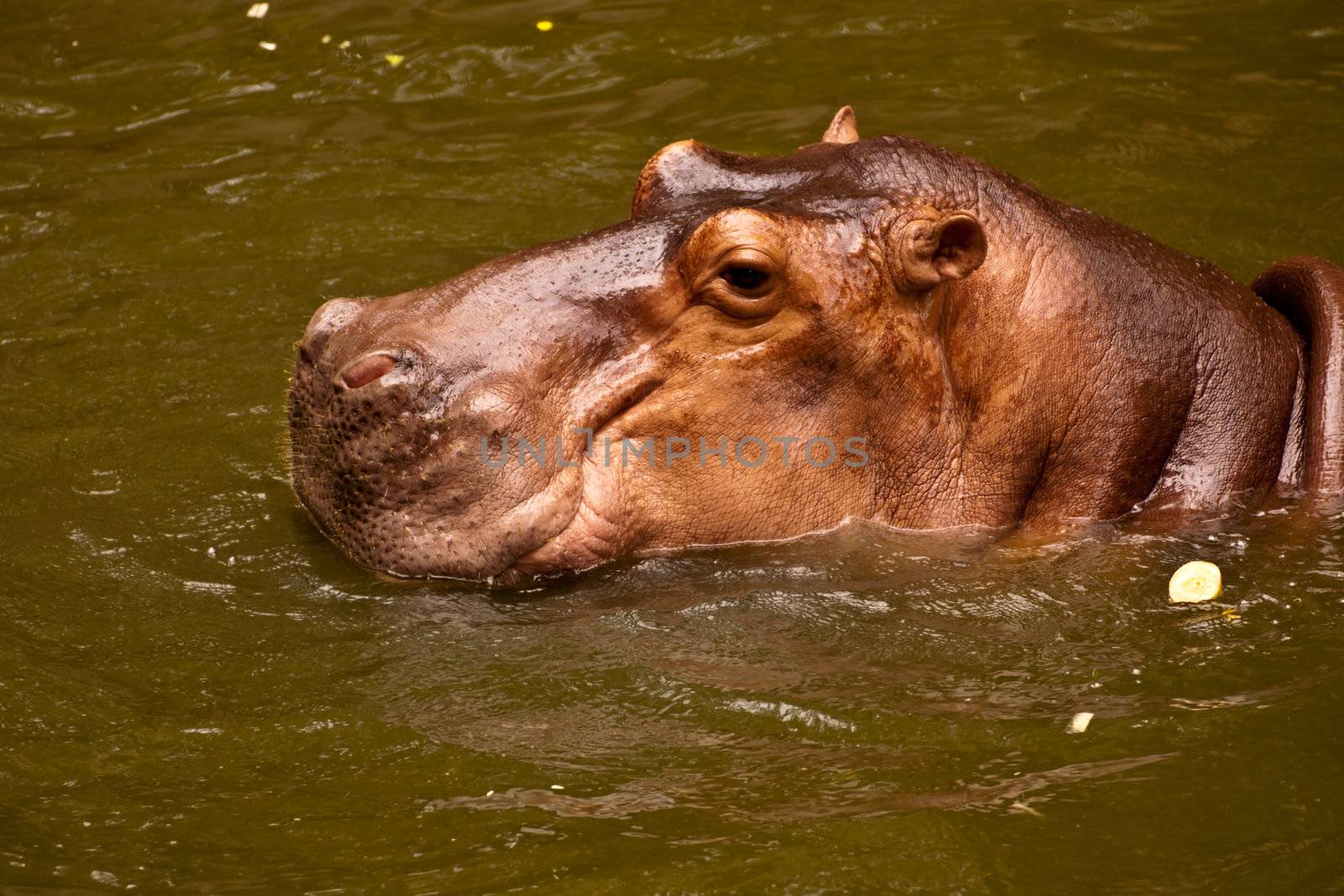 Hippo (Hippopotamus) by Yuri2012