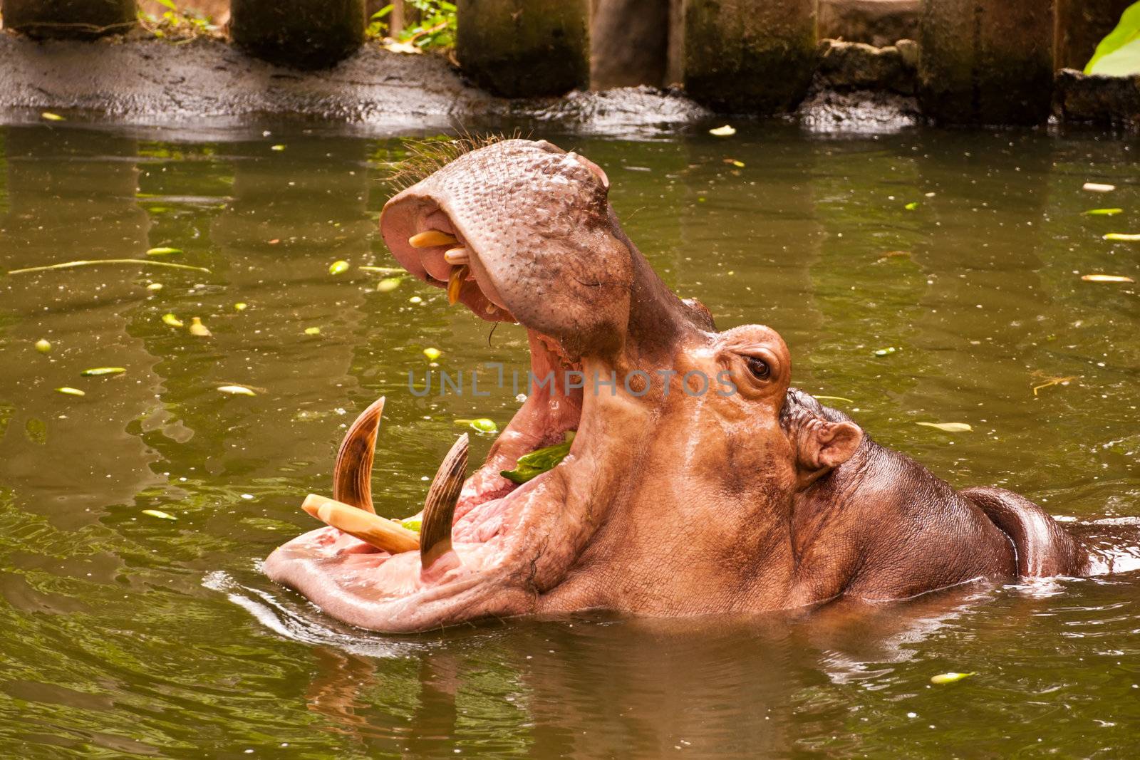 Hippo (Hippopotamus) by Yuri2012