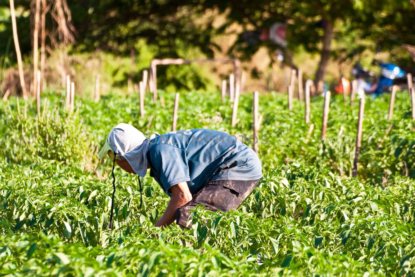 People working in the park of green peppers by Yuri2012