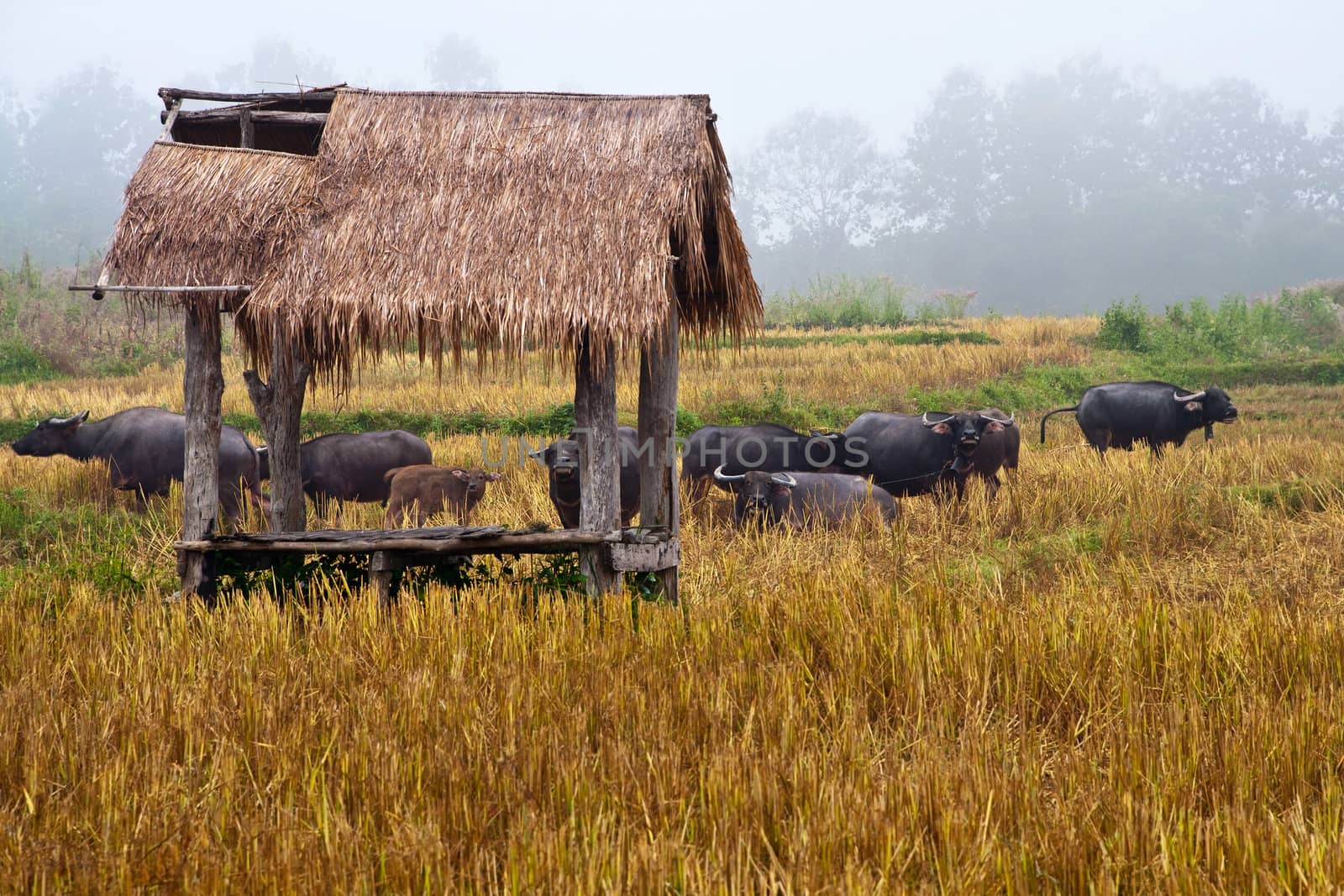 Thai buffalo in grass field by Yuri2012