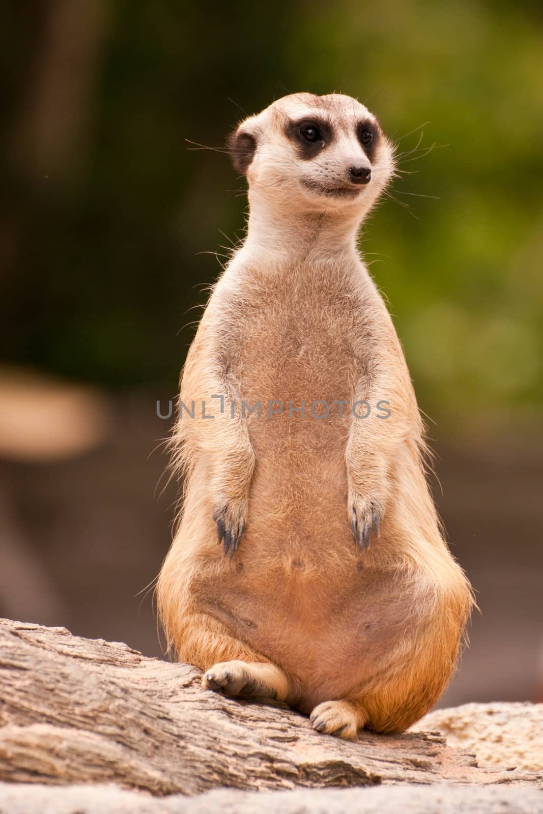 Meercat sitting will watch and looking