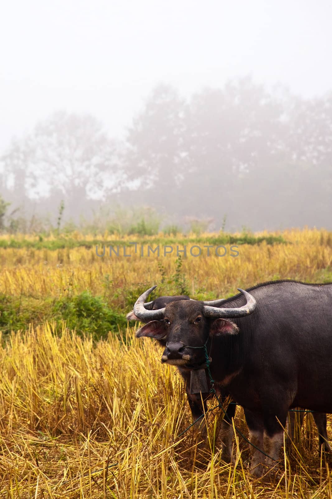 Mammal animal, Thai buffalo in grass field