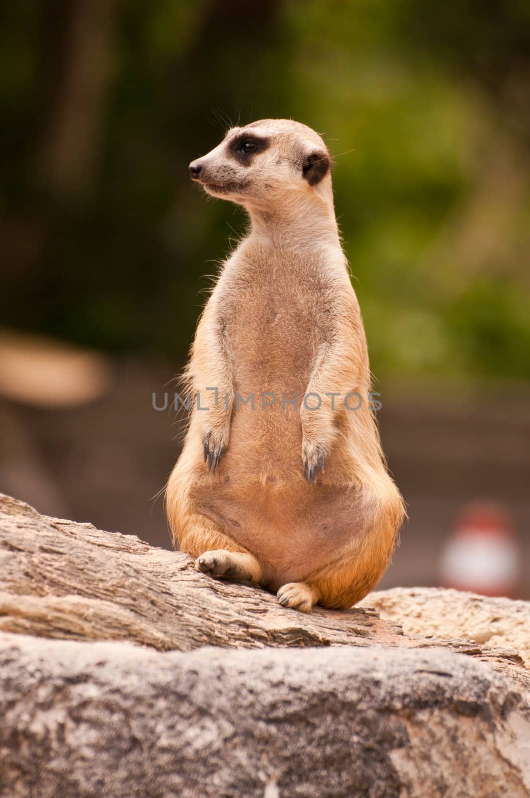 Meercat sitting will watch and looking