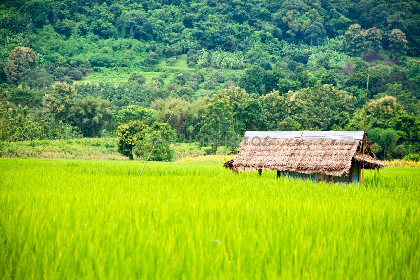 Green rice fields and mountains in Northern Highlands of Thailand South East Asia