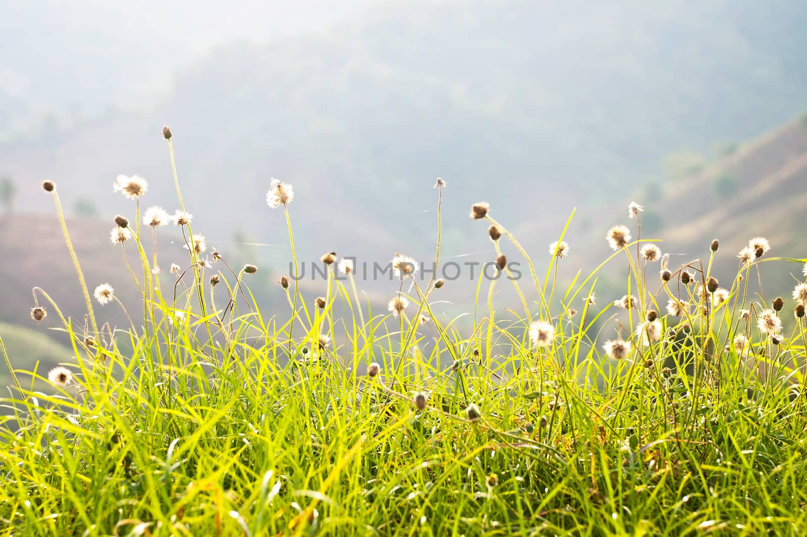 Flower field and blue sky