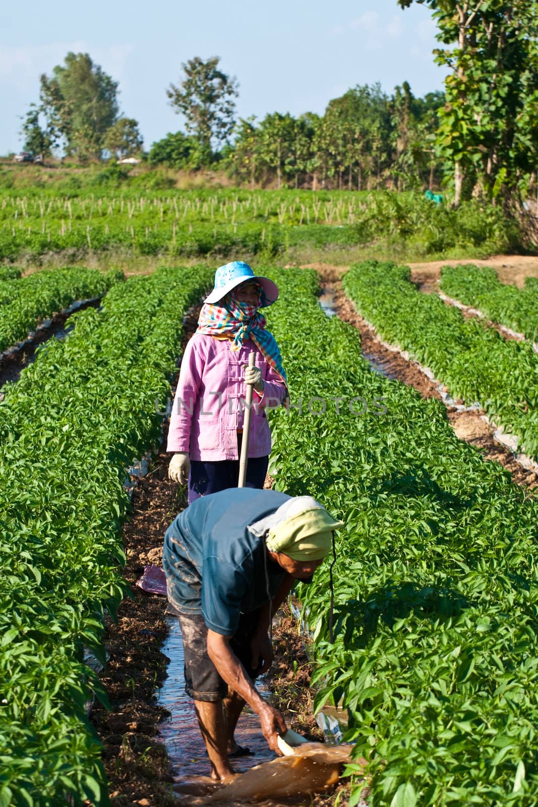 People working in the park of green peppers by Yuri2012