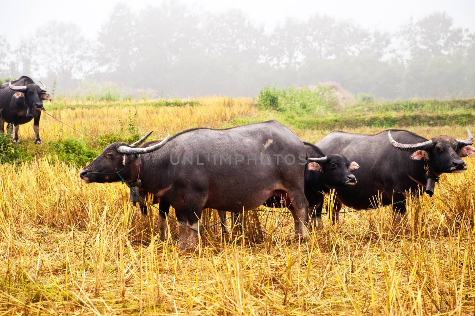 Mammal animal, Thai buffalo in grass field