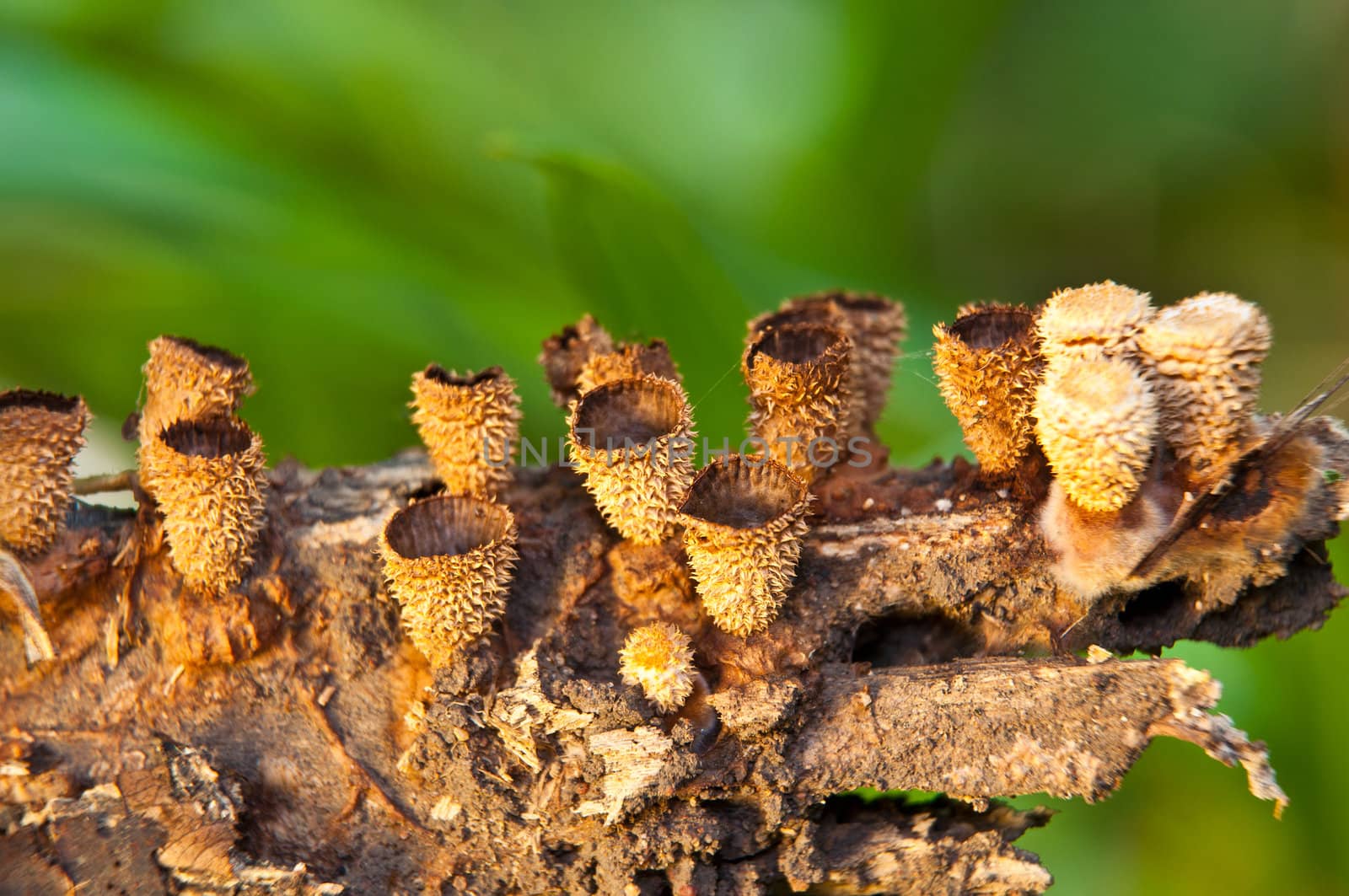 Orange burn cup mushroom or champagne mushroom, in Thailand