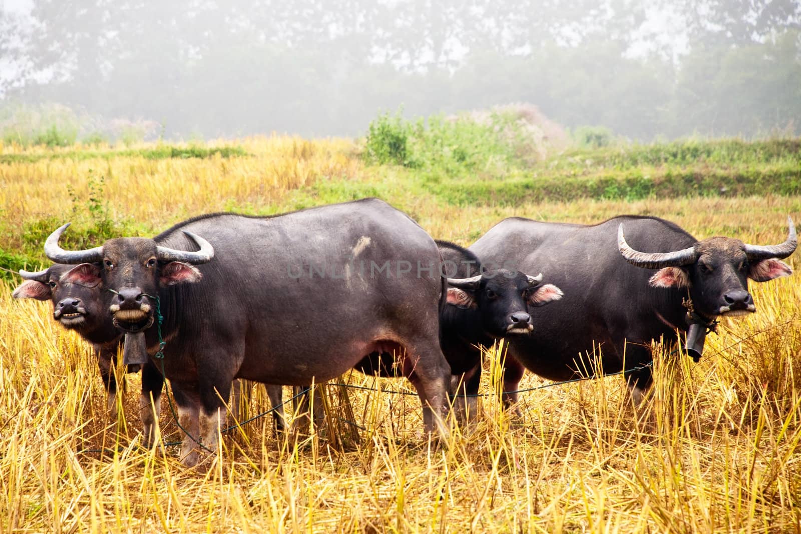 Thai buffalo in grass field by Yuri2012