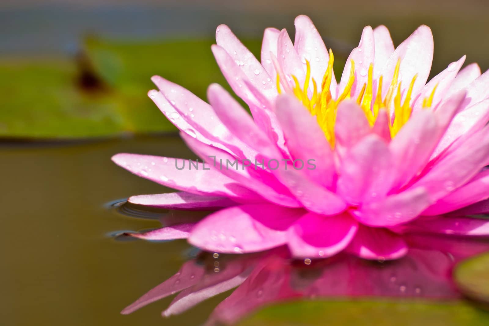 lotus flower of Thailand