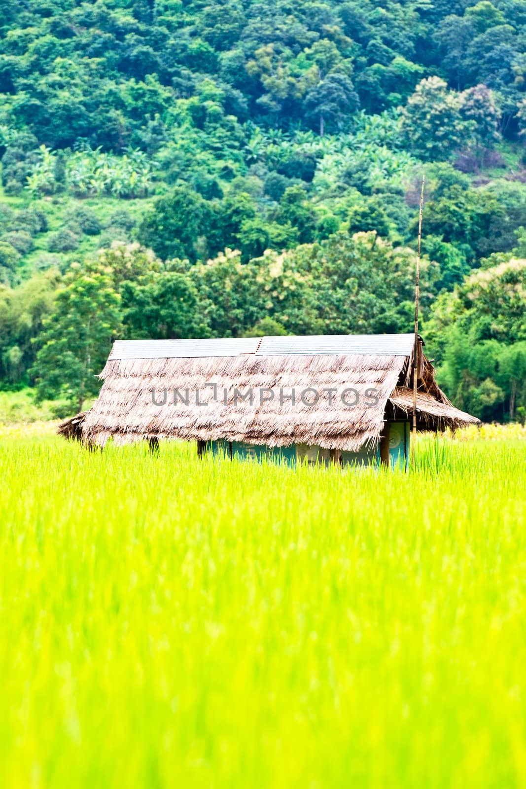 Green rice fields by Yuri2012