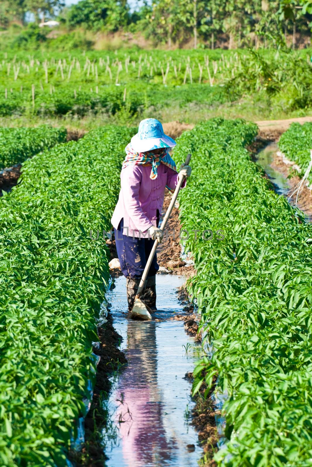 People working in the park of green peppers