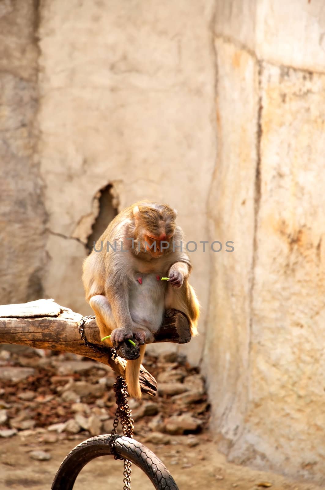 Macaque monkey eating bean