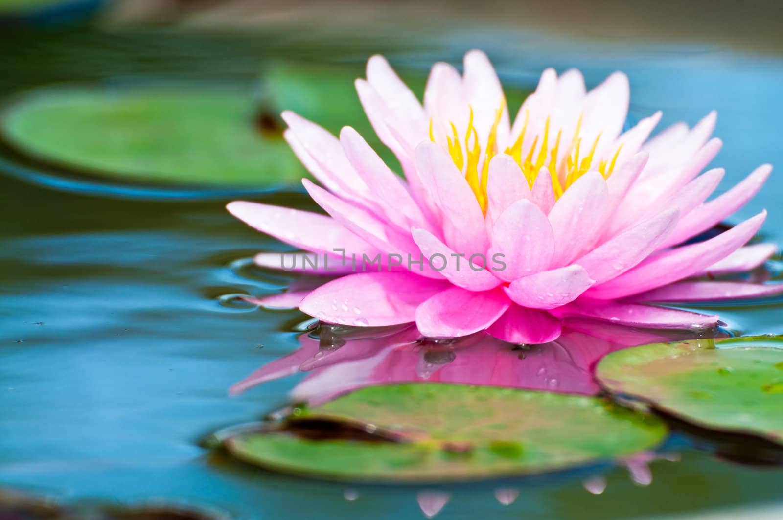 lotus flower of Thailand