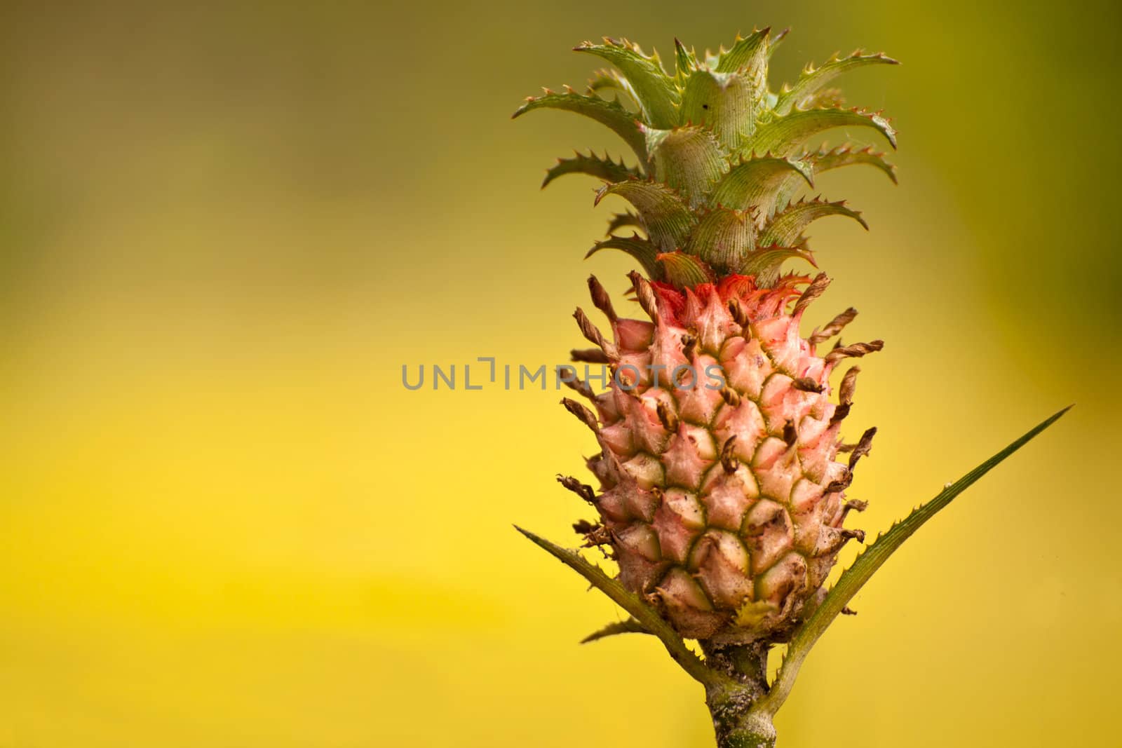 Ornamental pineapple isolated on green