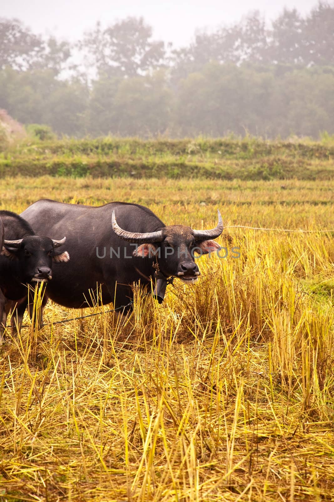 Mammal animal, Thai buffalo in grass field