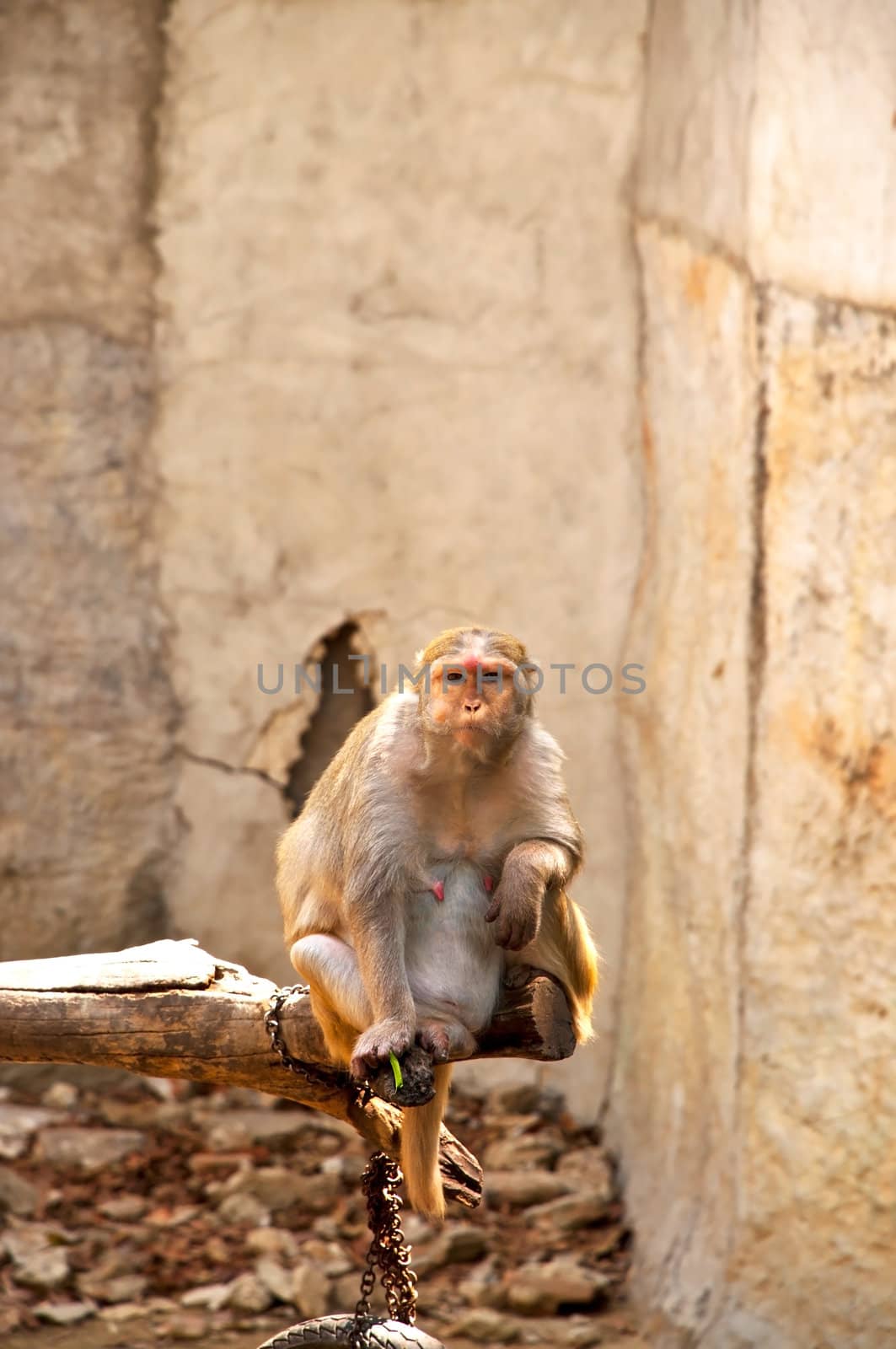 Macaque monkey eating bean by Yuri2012