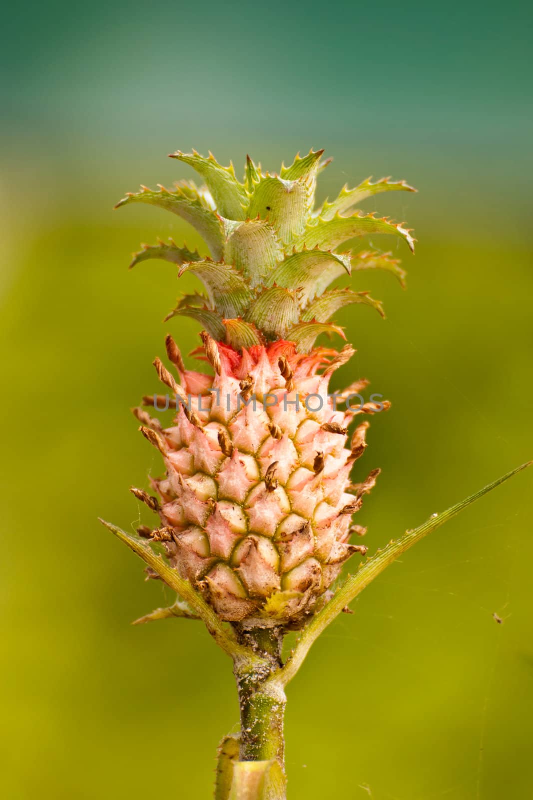 Ornamental pineapple isolated on green