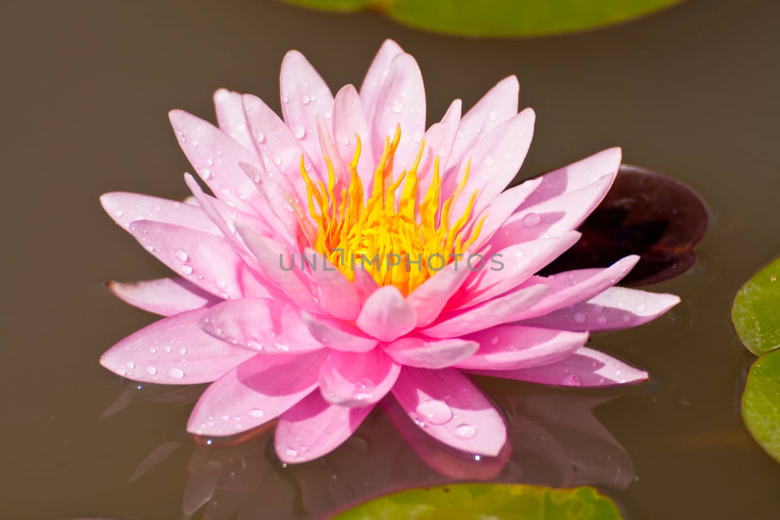 lotus flower of Thailand