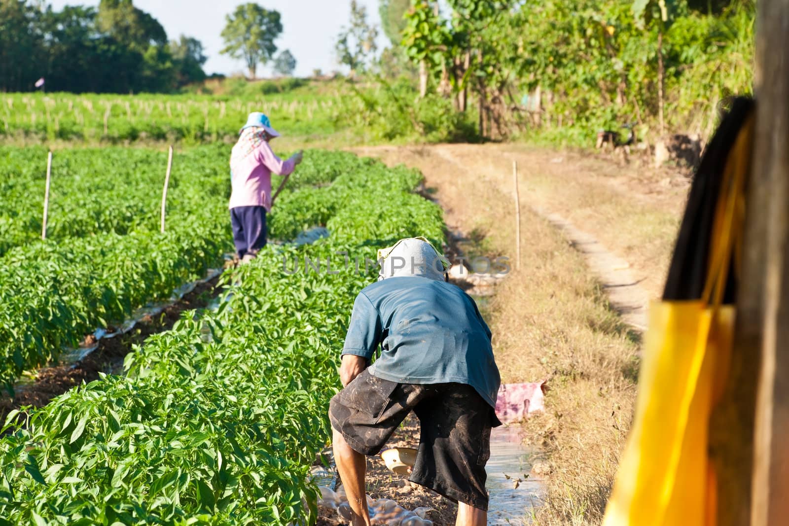 People working in the park of green peppers