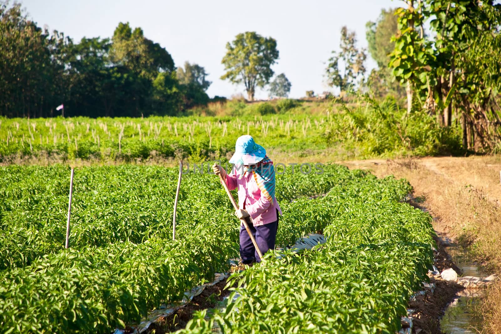 People working in the park of green peppers by Yuri2012