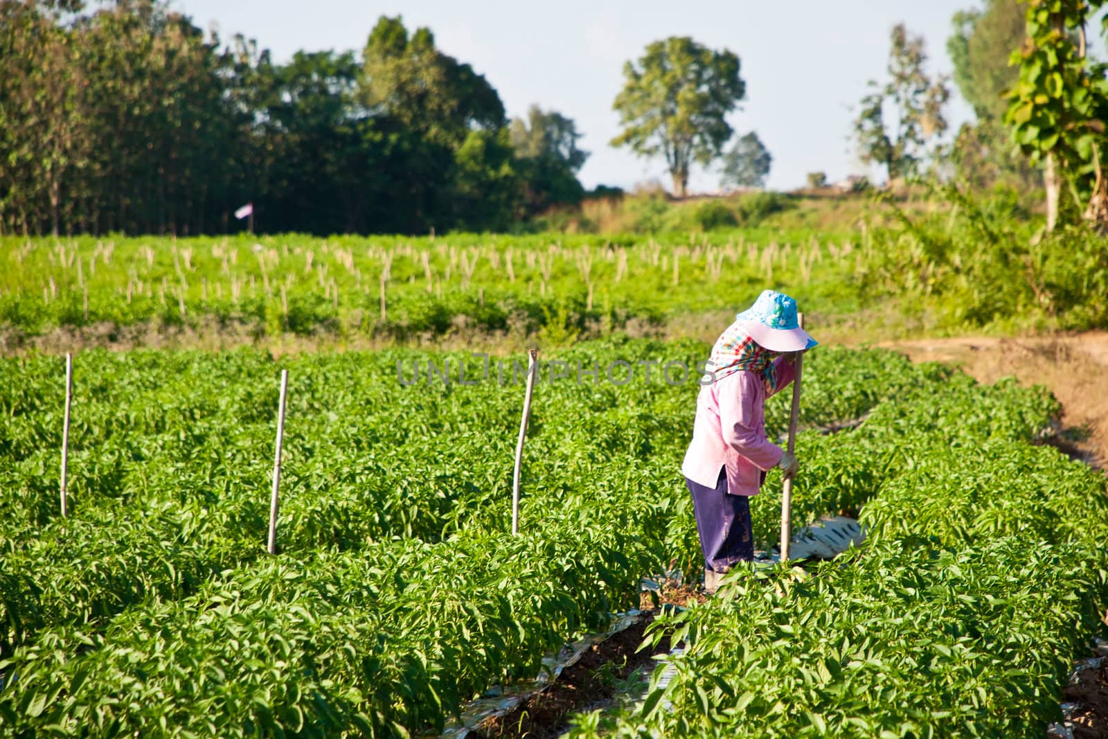 People working in the park of green peppers