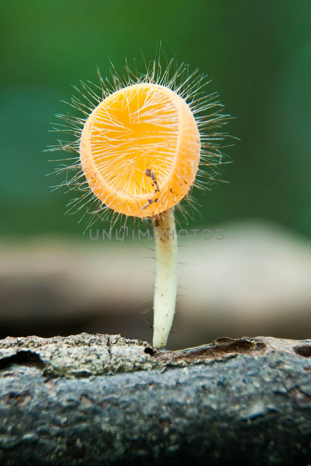 Orange burn cup mushroom or champagne mushroom by Yuri2012