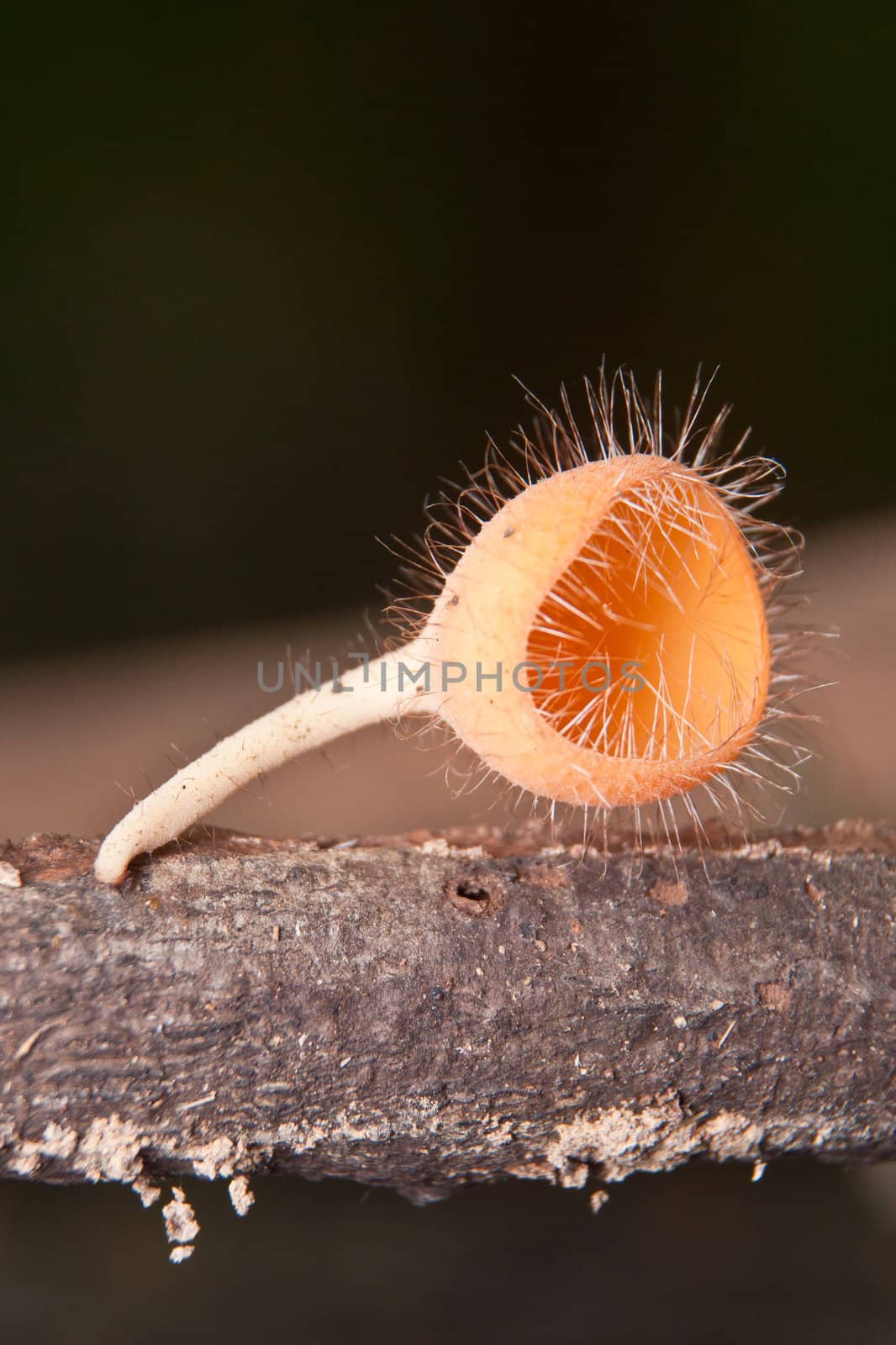 Orange burn cup mushroom or champagne mushroom, in Thailand